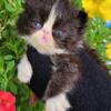 CFA Persian Kittens Available