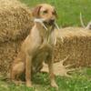 Labrador Retrievers puppies