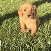 Purebred Red Golden Retriever Puppies