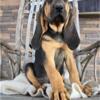 Bloodhound puppies available