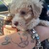 Toy Poodle AKC Male