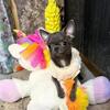 Chihuahua Puppies 14 Weeks - Vet Checked, Tiny Parents - Phoenix , AZ.