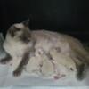 Ragdoll Litter Due 2nd week in July Blue Color Point