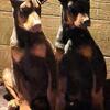 LOVING PUPS LOOKING FOR FUREVER HOMES