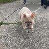 French Bulldog Merle 