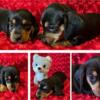 Mini Dachshund Black & Tan Smooth Haired Puppies