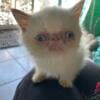 Max is a very outgoing, friendly, exotic, shorthair little boy