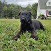 Belgian Malinois puppies