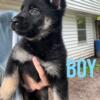 German Shepherd / Husky Mix Puppues for sale