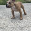 Micro bullies for sale