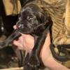 Purebred AKC Labrador Retriever 