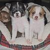 Pomchi Puppies
