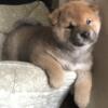 Red Shiba Inu puppies