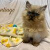 Himalayan kittens available now.