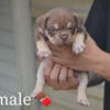 Pocket American Bully puppies (2,500-3,500)