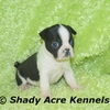 Boston Terrier puppies, ready to go South GA