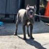 Cane Corso Solid Blue Male 23 months Old