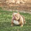 Micro bully
