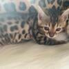 Bengal Cubs for Sale