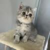 Blue/cream patched tabby Exotic shorthair female 