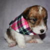 AKC Wire Fox Terrier Puppies