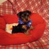 YORKIE Puppies All FEMALE