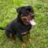 For Sale! AKC Rottweiler Female Puppy Ready to go!