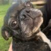 Pug mix for rehoming 