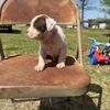 American bulldog puppies