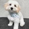 Toy Maltipoo puppy, cute and adorable