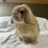Baby Holland Lop male rabbit