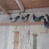 Pigeons,  English tipplers  ( lovatts)
