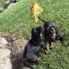 Miniature Dachshund Puppies