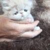 Male Persian kitten, cream and white EIFFEL