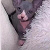 Male Sphynx kitten Miami