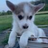 Pomsky female with beautiful blue eyes