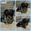 Merle Miniature schnauzer puppies