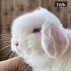 Holland lops, pedigree
