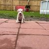 dogo argentino in orlando for sale