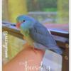 Parrotlet Baby Female