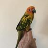 Sun conure