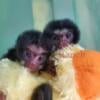 Baby Tamarin monkeys