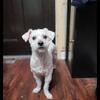 Bichon-Maltese for sale
