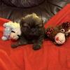 For Sale Shih Tzu Female Puppies