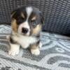 CKC Male Pembroke Corgi Puppy