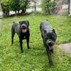 ICCF Registered Italian Cane Corso Puppies – Chicago – $1,500