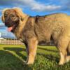 Purebred Caucasian Ovcharka 2 males and 1 female