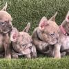 French Bulldog Puppies Available Now