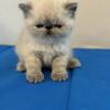 Exotic Shorthair kittens
