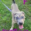 American bullys puppies monthly payments available